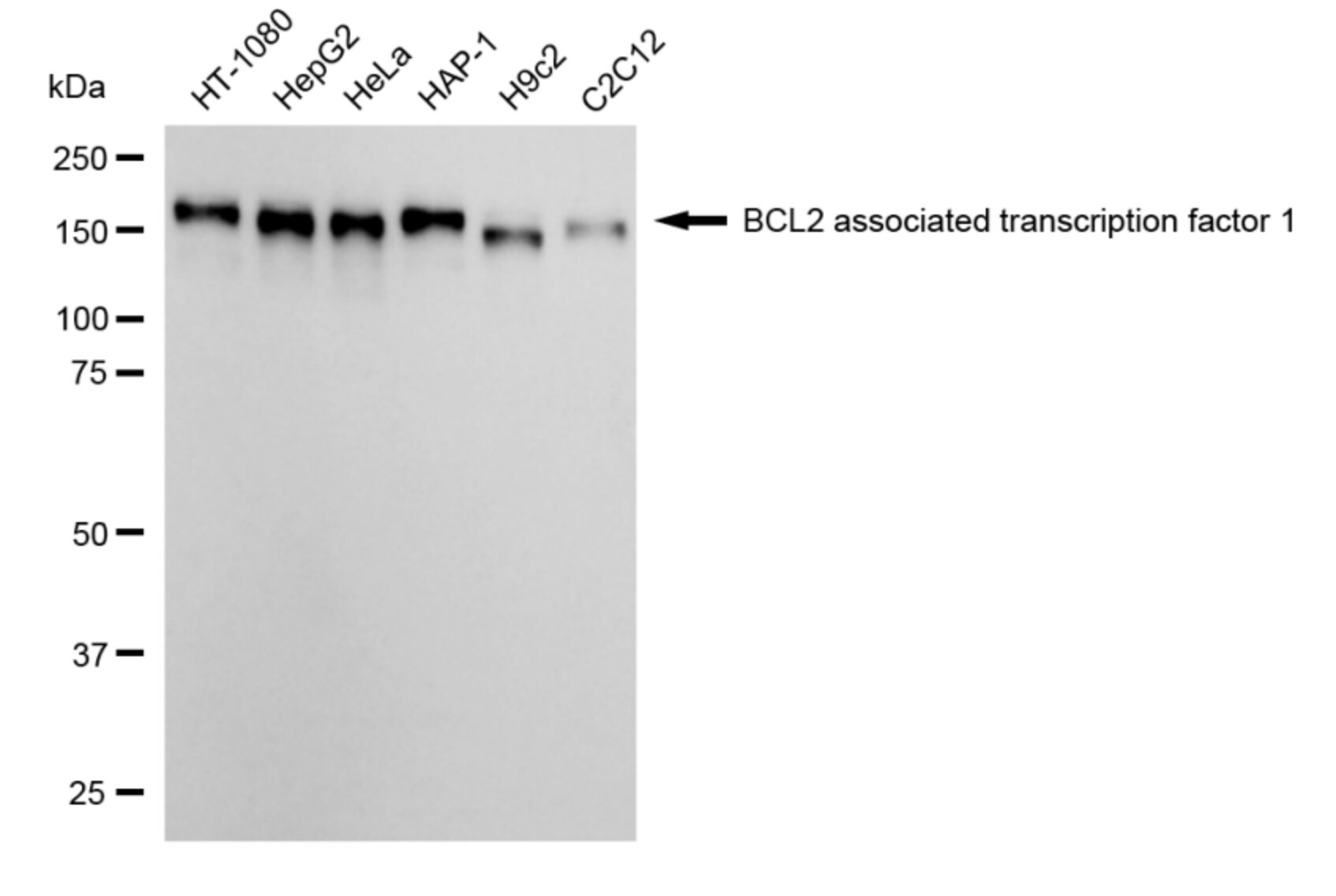 BTF Antibody (24GB3750)