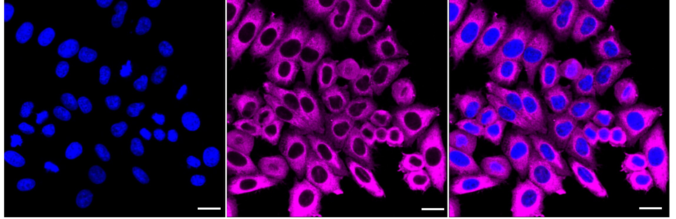 eEF1A1 Antibody (24GB3775)