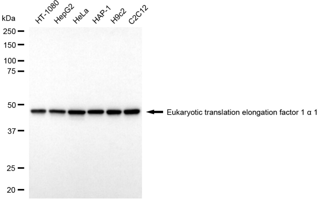 eEF1A1 Antibody (24GB3775)