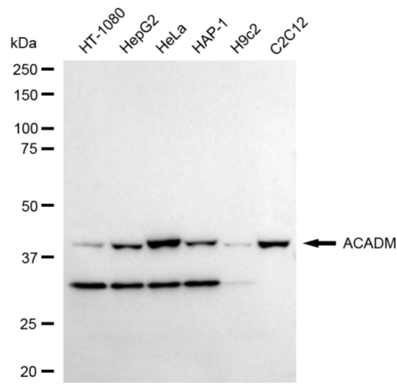 ACADM Antibody (24GB3800)