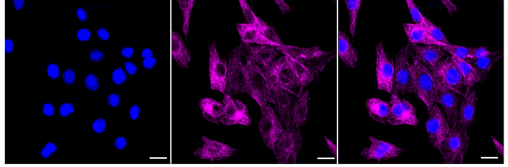 Neuregulin-3/NRG3 Antibody (24GB3810)