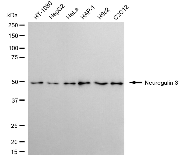 Neuregulin-3/NRG3 Antibody (24GB3810)