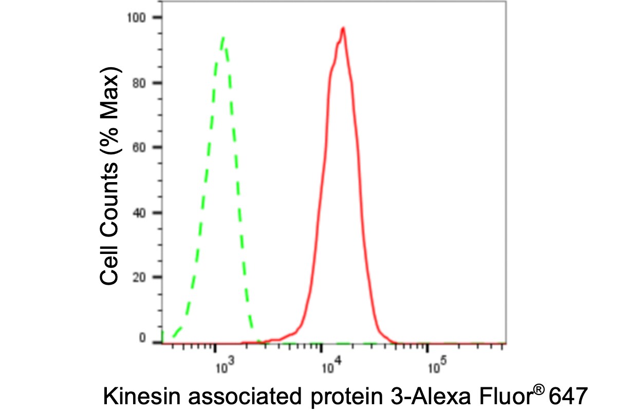 KIFAP3 Antibody (24GB3820)