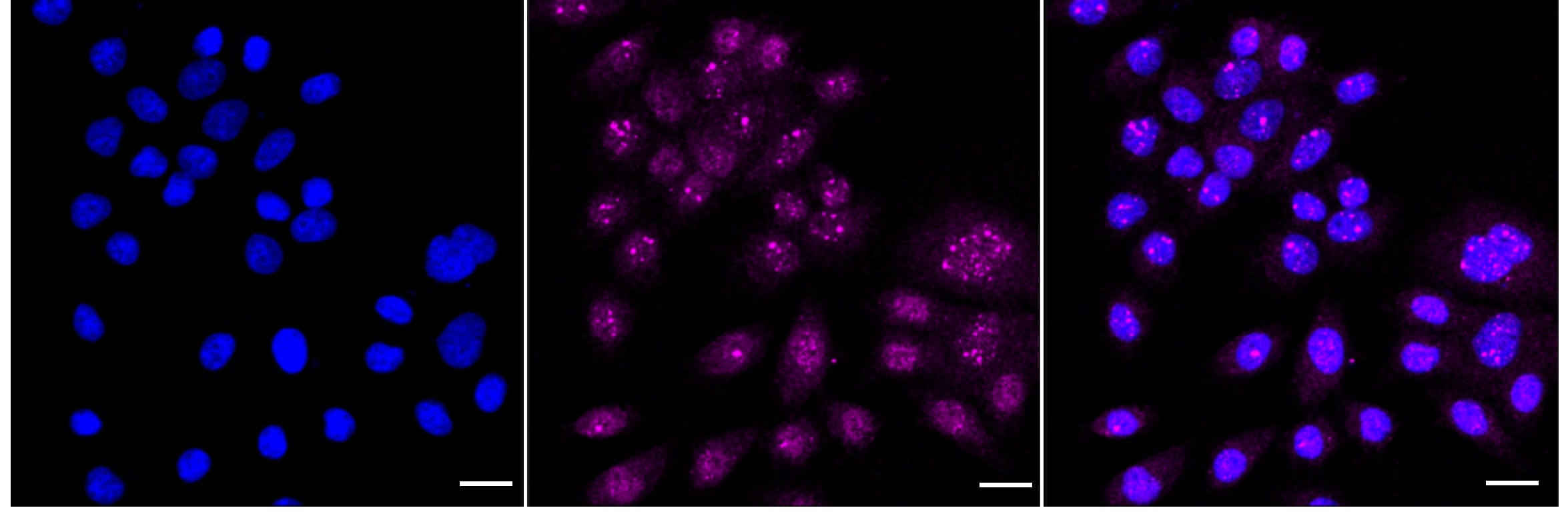 KIFAP3 Antibody (24GB3820)