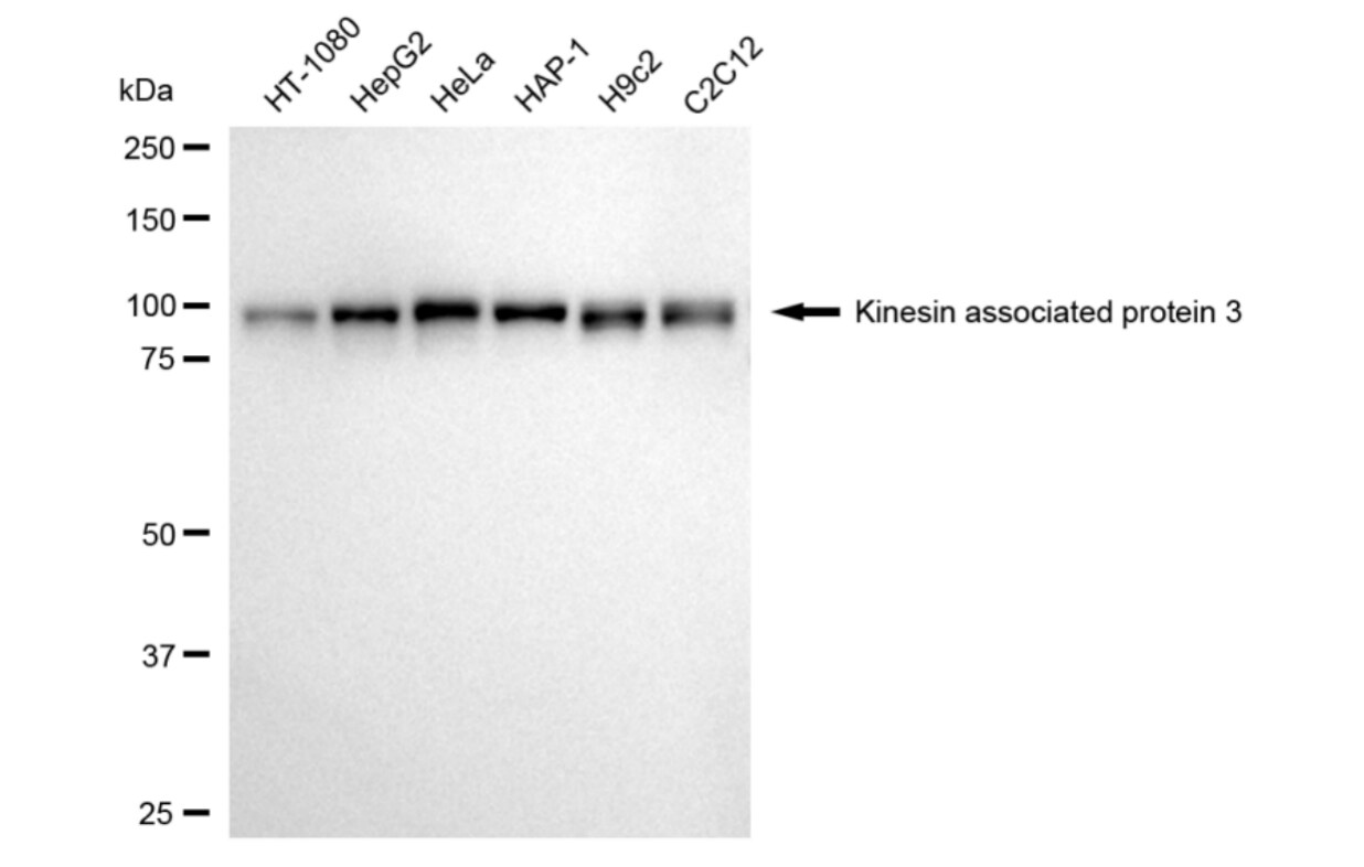 KIFAP3 Antibody (24GB3820)
