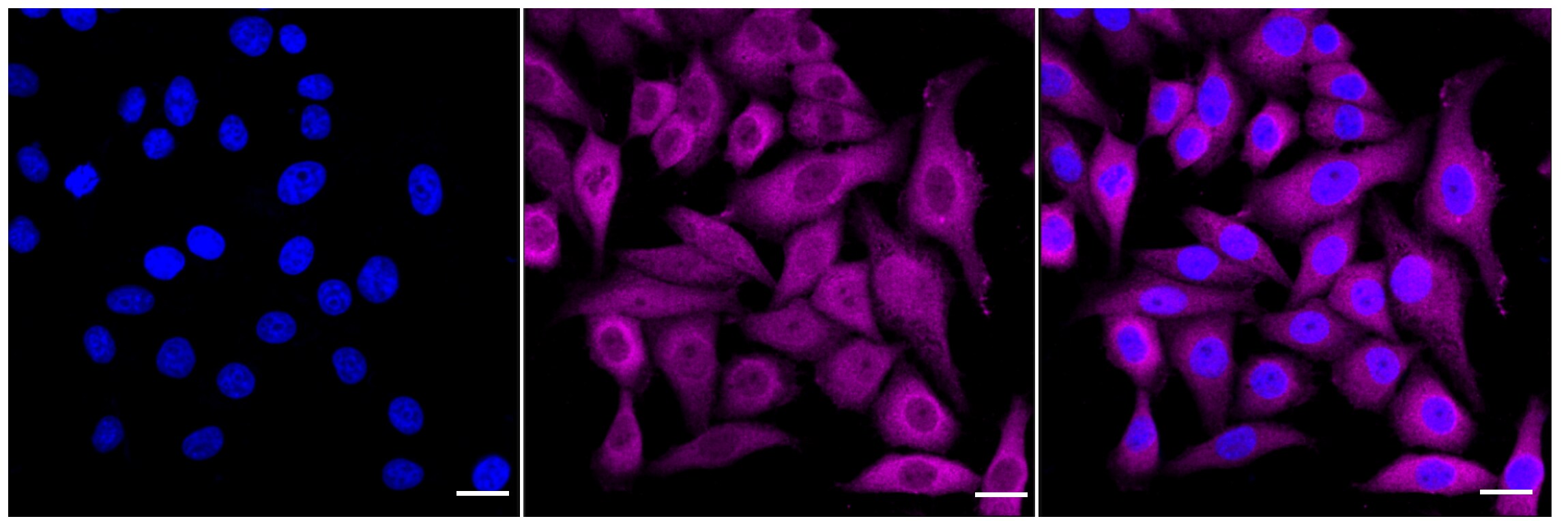 PGD Antibody (24GB3850)