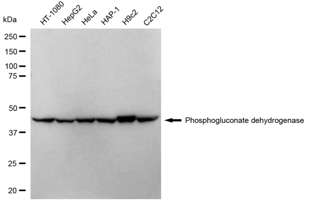 PGD Antibody (24GB3850)