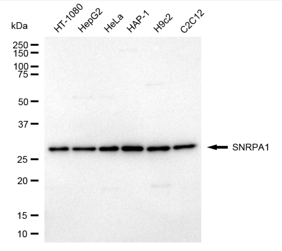 SNRPA1 Antibody (24GB3855)