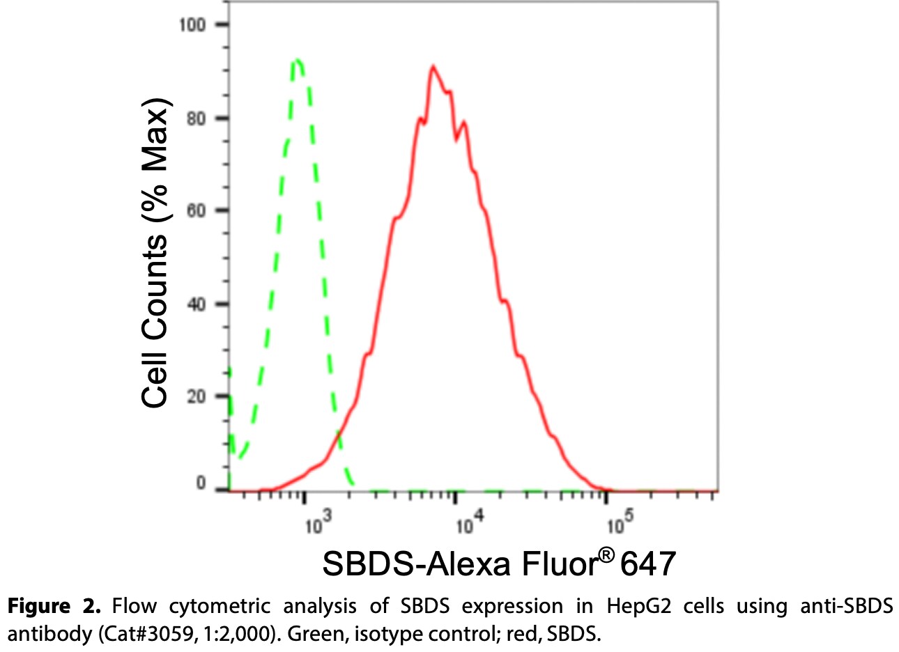 Ribosome maturation protein SBDS Antibody (24GB3860)