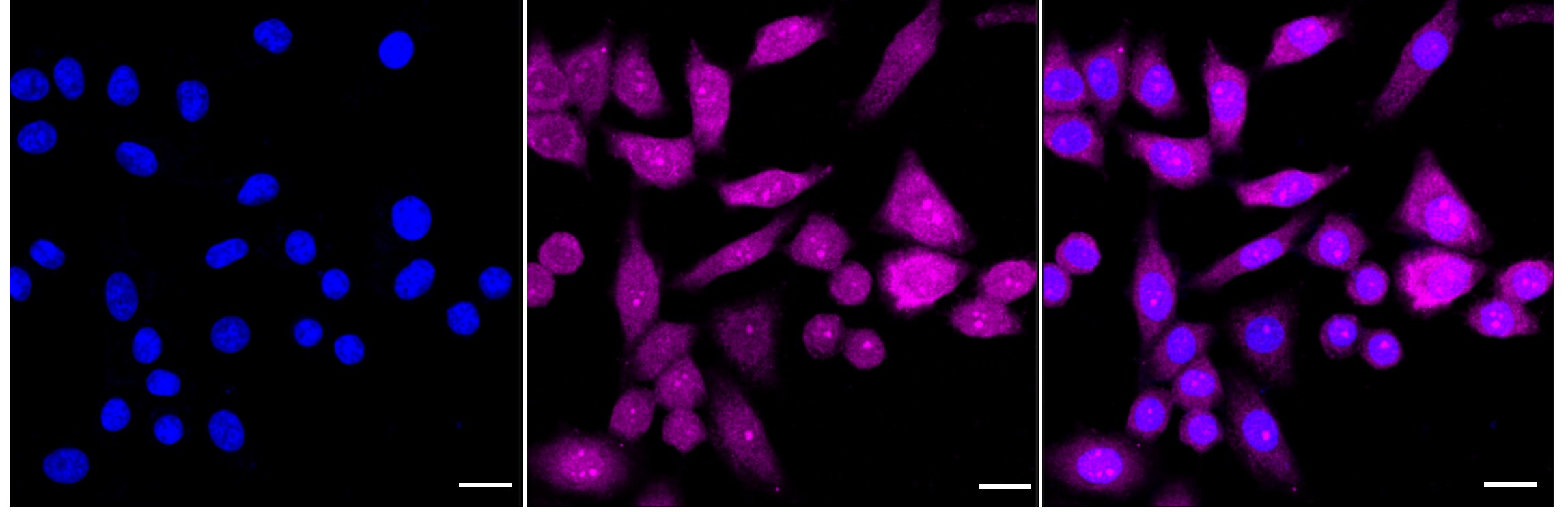 Ribosome maturation protein SBDS Antibody (24GB3860)