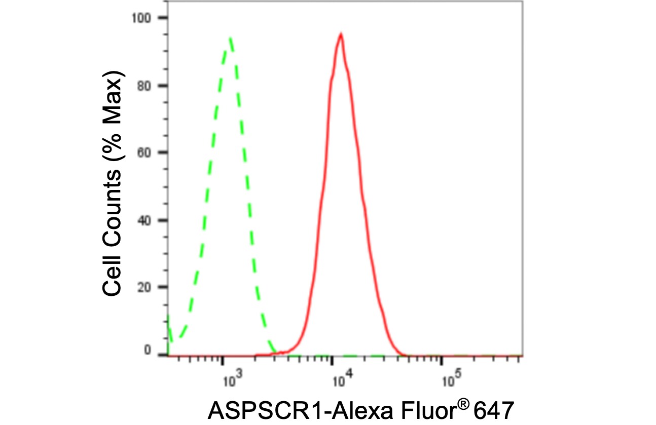 TUG Antibody (24GB3865)