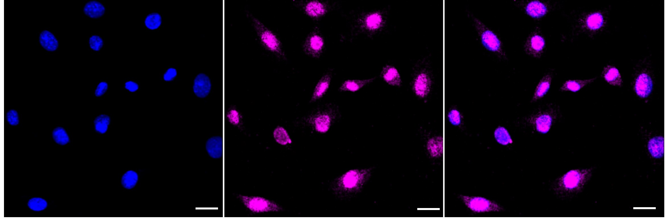 TUG Antibody (24GB3865)