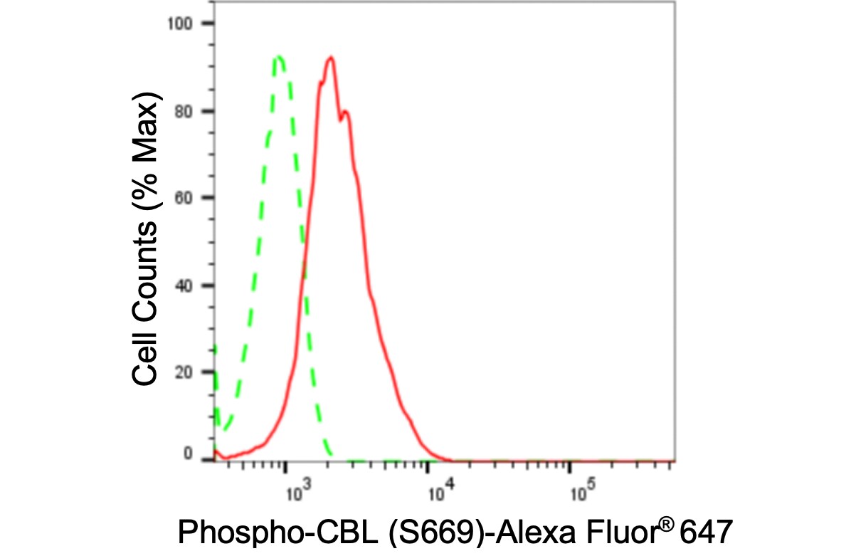 CBL [p Ser669] Antibody (24GB3870)
