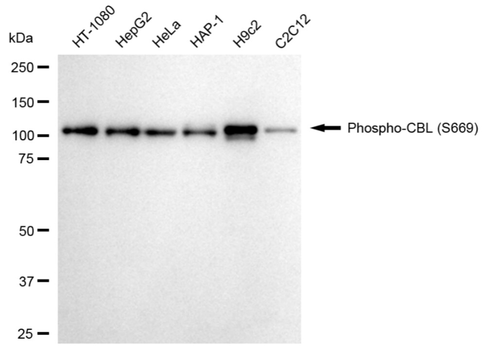 CBL [p Ser669] Antibody (24GB3870)