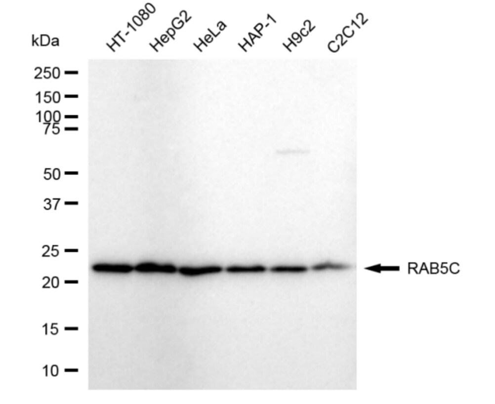 RAB5C Antibody (24GB3875)