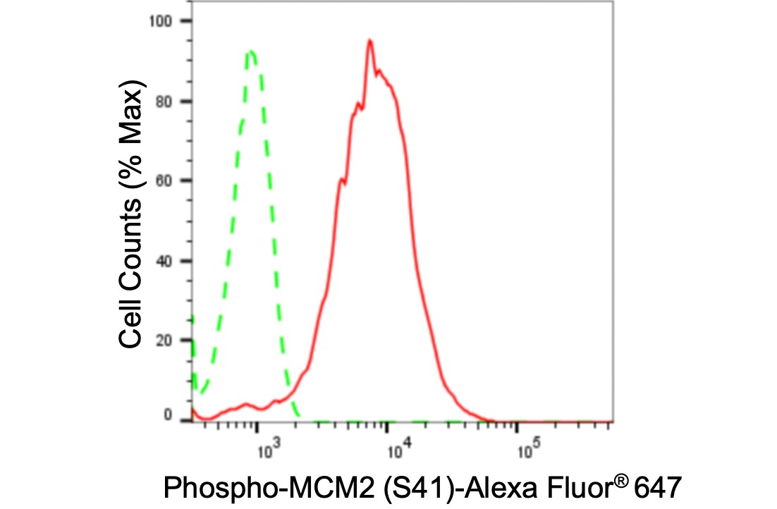 MCM2 [p Ser41] Antibody (24GB3880)