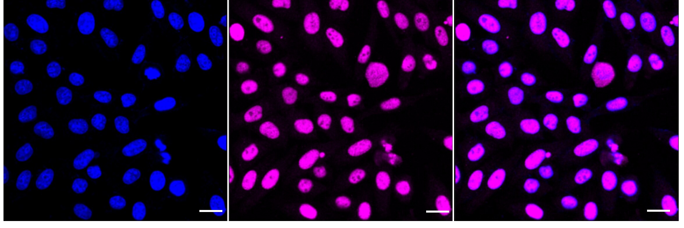 MCM2 [p Ser41] Antibody (24GB3880)