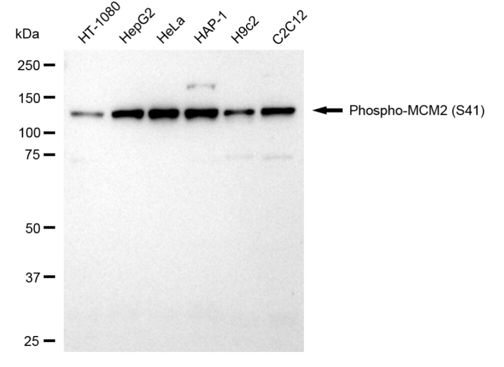 MCM2 [p Ser41] Antibody (24GB3880)