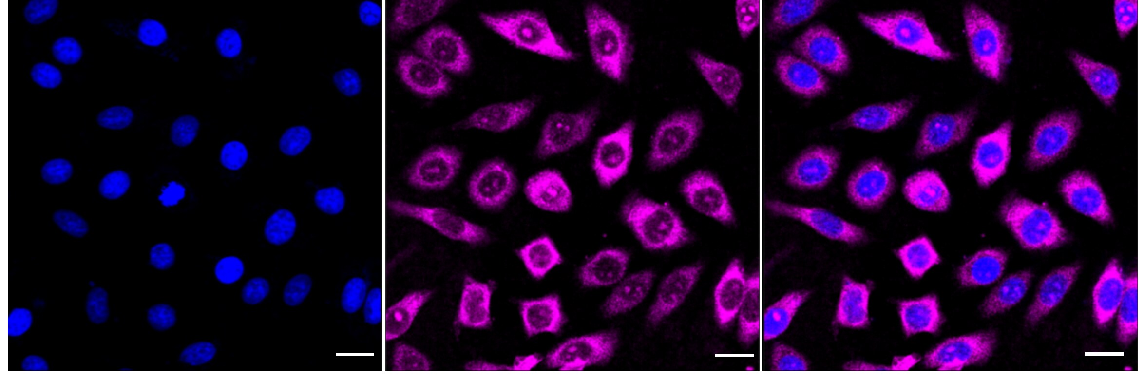 RPL10A Antibody (24GB3895)