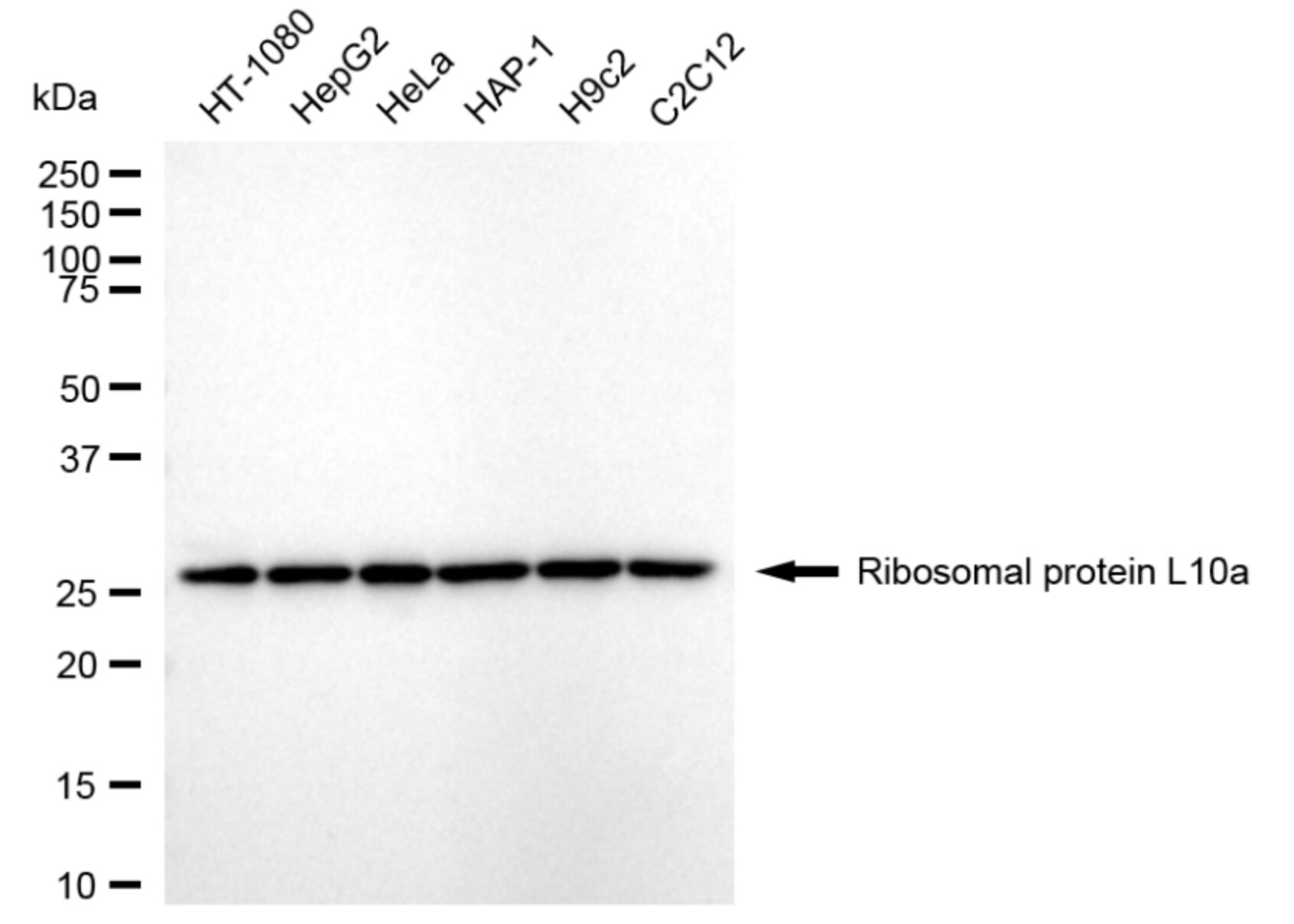 RPL10A Antibody (24GB3895)