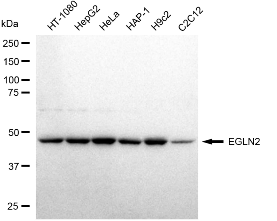 EGLN2/PHD1 Antibody (24GB3910)