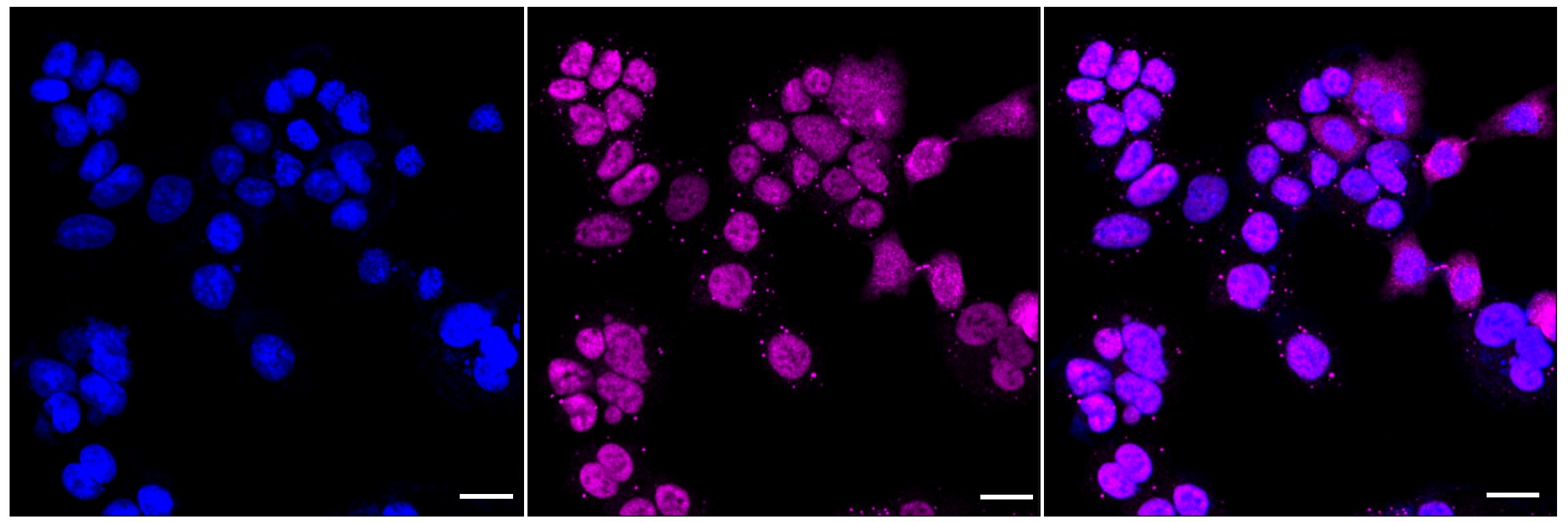 RB1 [p Ser780] Antibody (24GB3950)