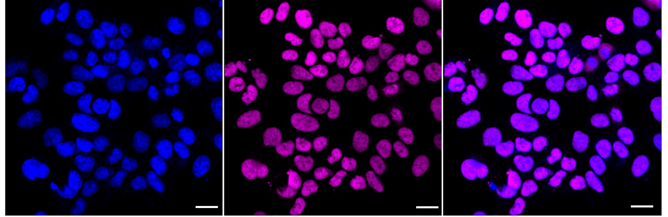 RB1 [p Ser807] Antibody (24GB3985)