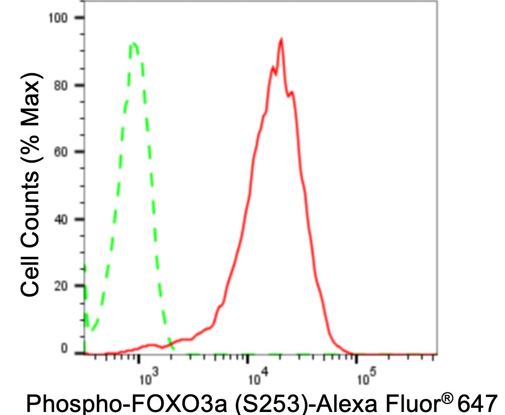 FOXO3 [p Ser253] Antibody (24GB4000)