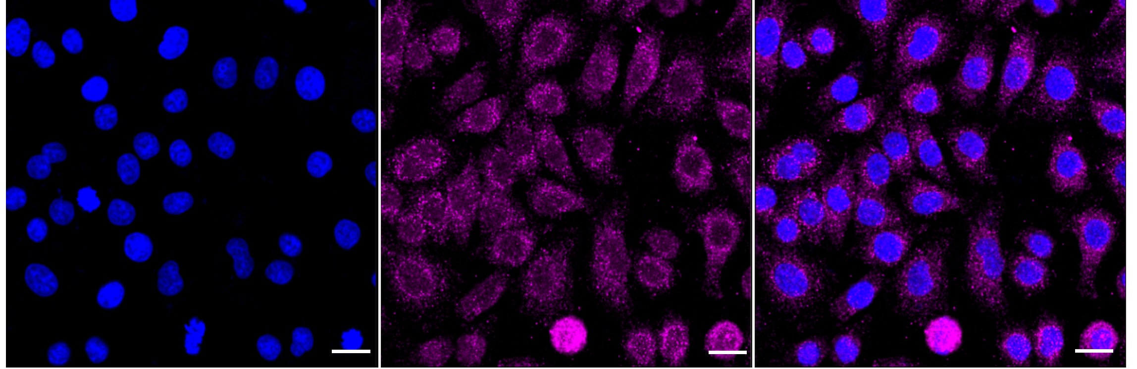 FOXO3 [p Ser253] Antibody (24GB4000)