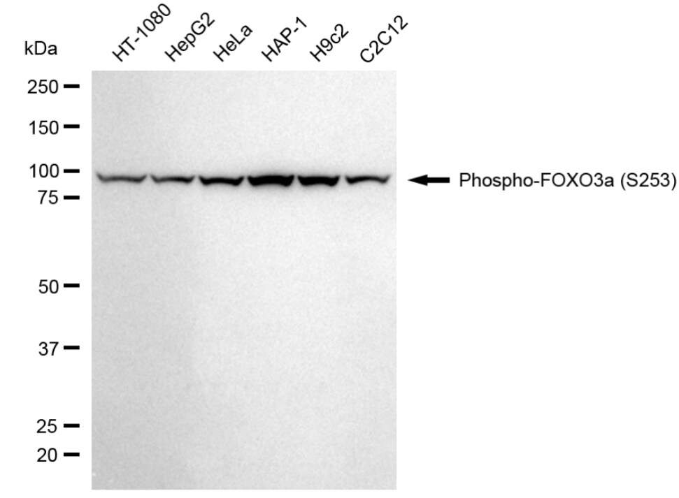 FOXO3 [p Ser253] Antibody (24GB4000)