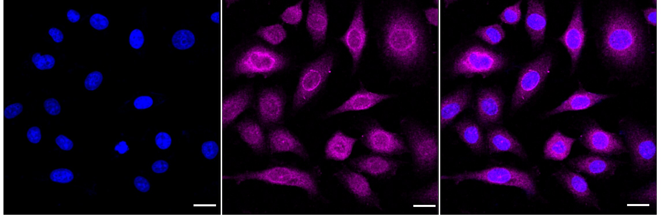 MST2/STK3 Antibody (24GB4010)