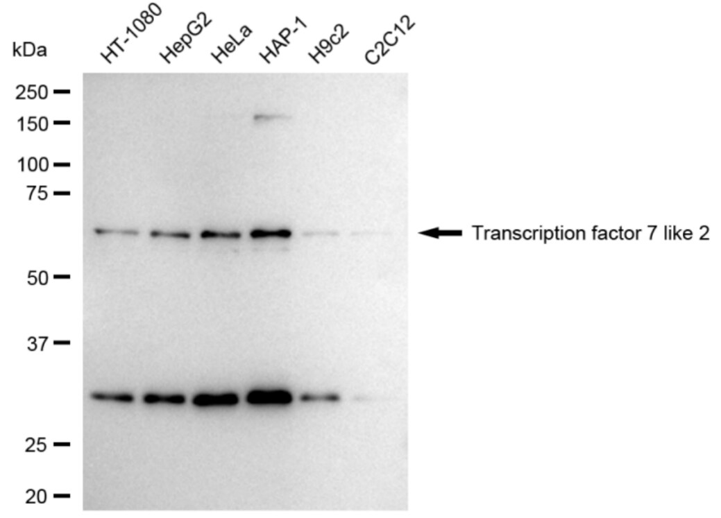 TCF7L2 Antibody (24GB4025)