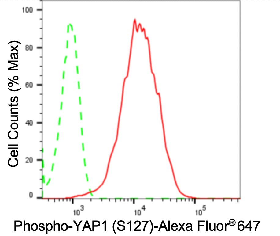 YAP1 [p Ser127] Antibody (24GB4030)