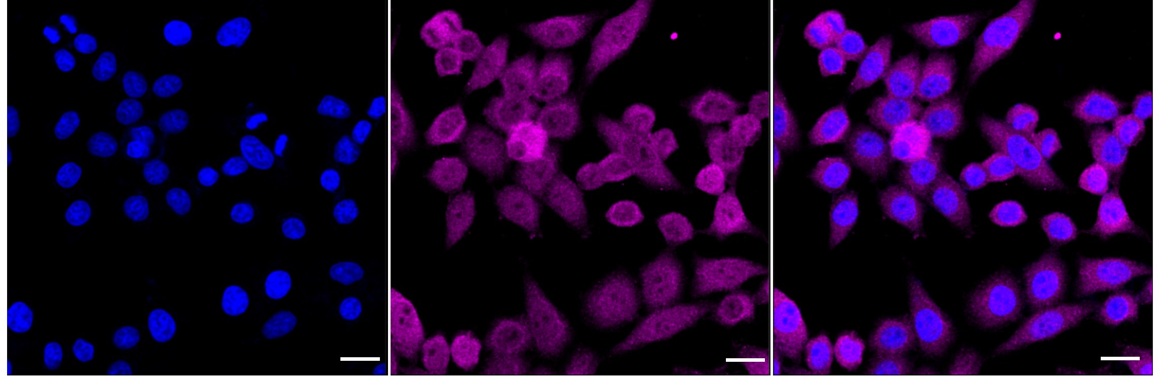 YAP1 [p Ser127] Antibody (24GB4030)