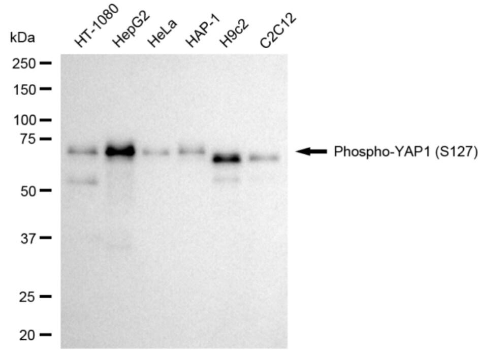 YAP1 [p Ser127] Antibody (24GB4030)