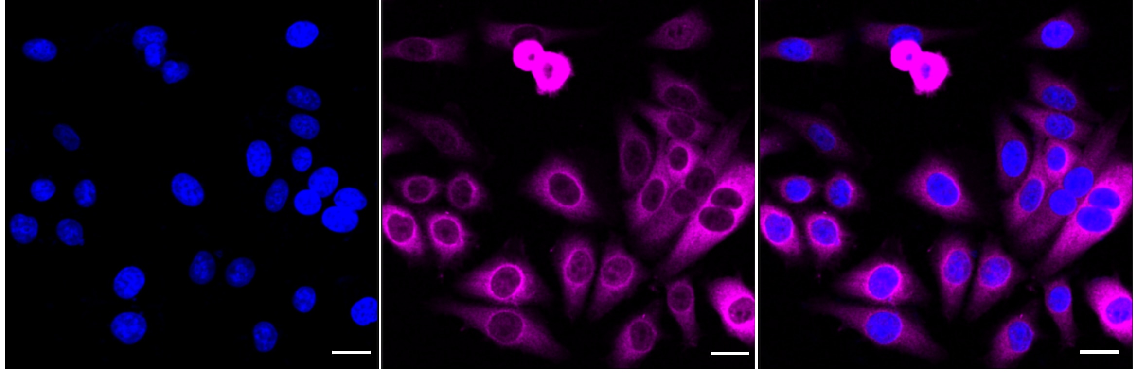 HSP27 [p Ser78] Antibody (24GB4035)