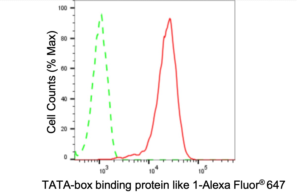 TBP like protein TLP Antibody (24GB4060)