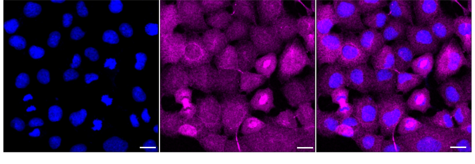 TBP like protein TLP Antibody (24GB4060)
