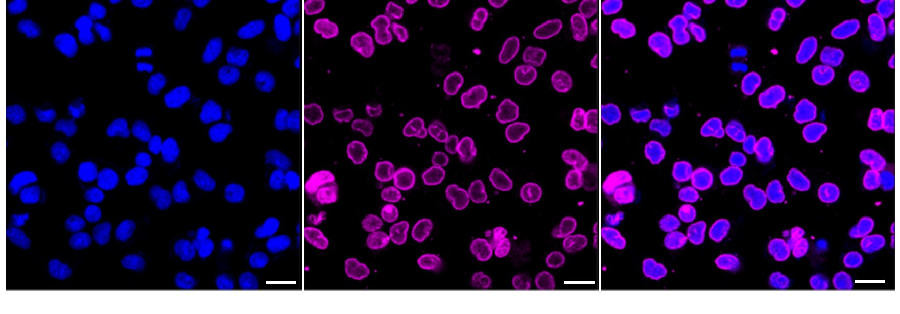 USP11 Antibody (24GB4075)