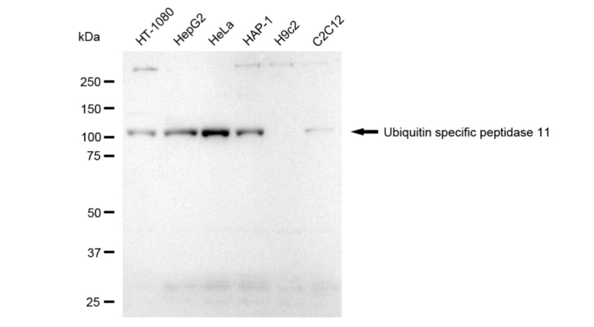 USP11 Antibody (24GB4075)