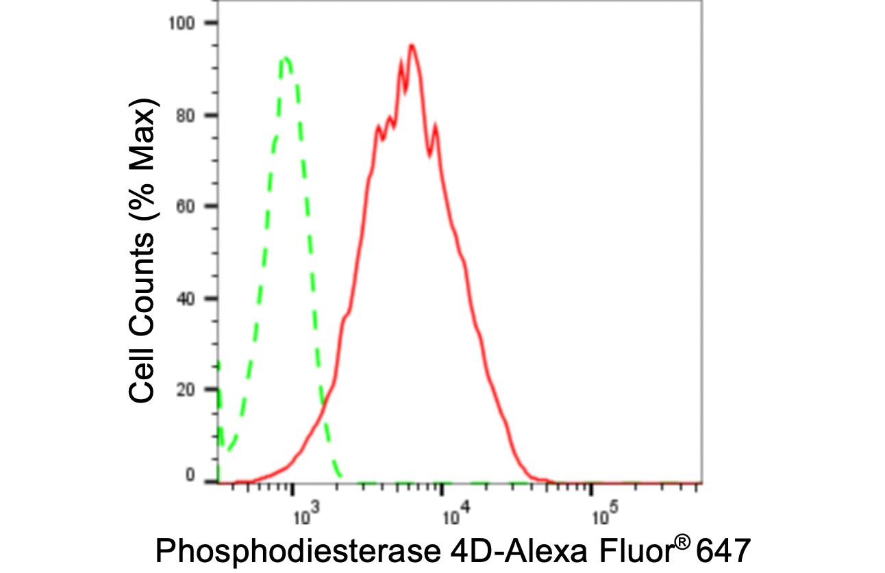 Phosphodiesterase 4D Antibody (24GB4095)