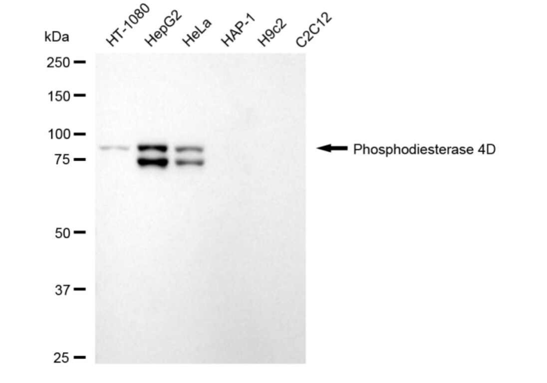 Phosphodiesterase 4D Antibody (24GB4095)