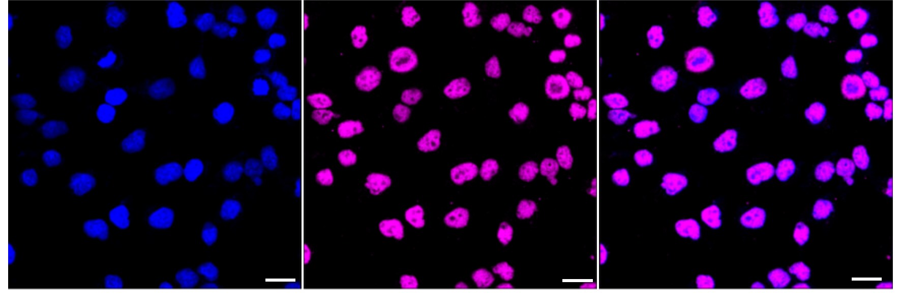 SAFB Antibody (24GB4110)