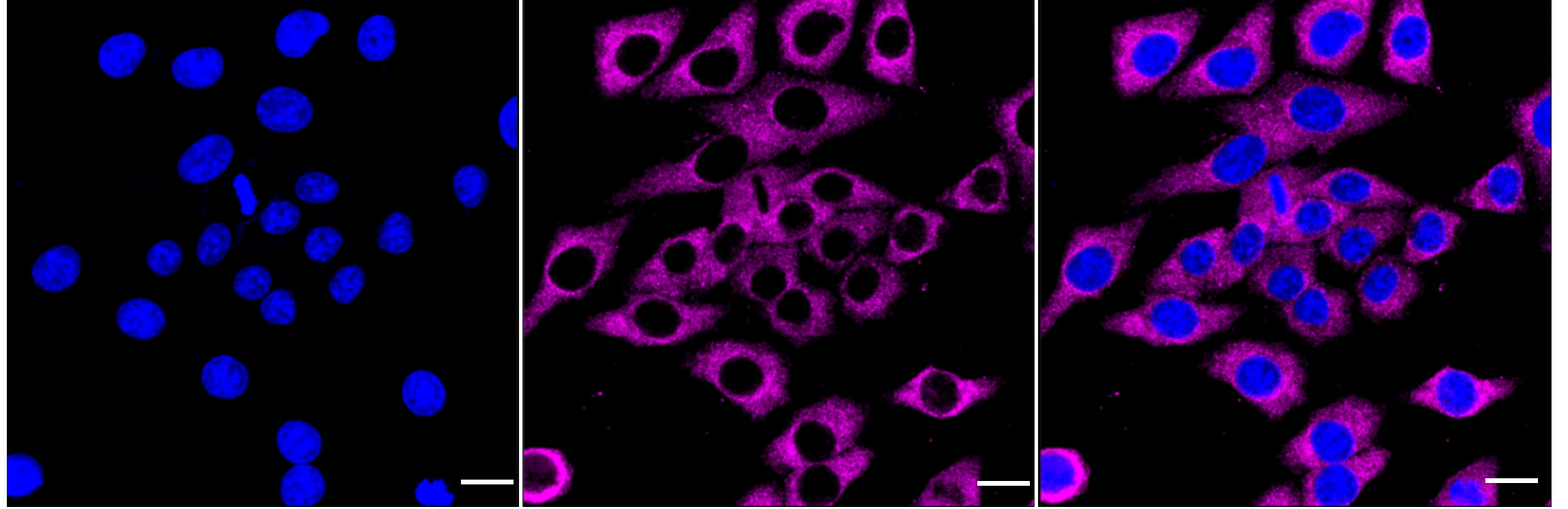PGM1 Antibody (24GB4115)