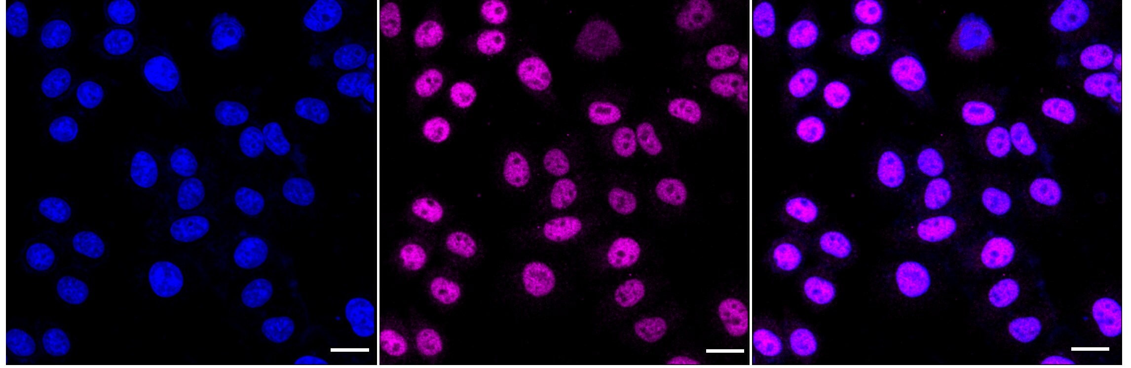 DNA Polymerase delta, catalytic subunit Antibody (24GB4155)
