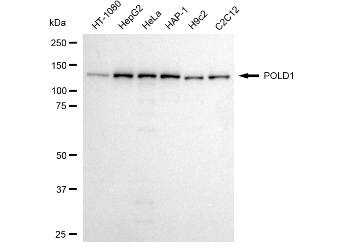 DNA Polymerase delta, catalytic subunit Antibody (24GB4155)