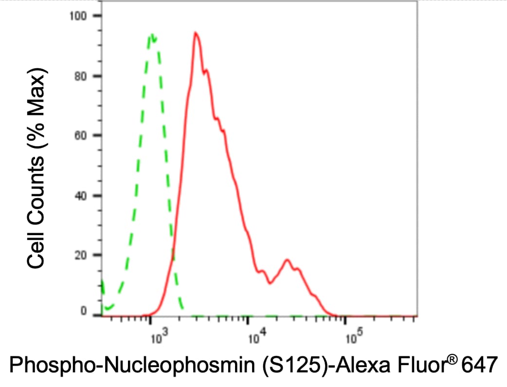 NPM1 [p Ser125] Antibody (24GB4180)