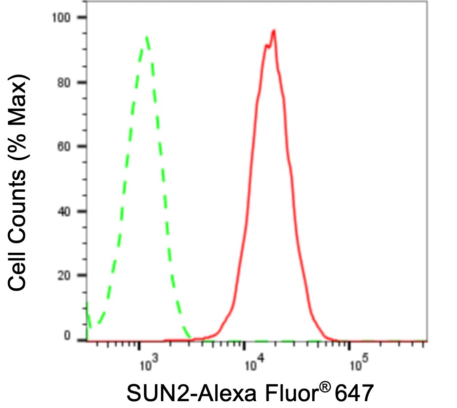 UNC84B Antibody (24GB4190)