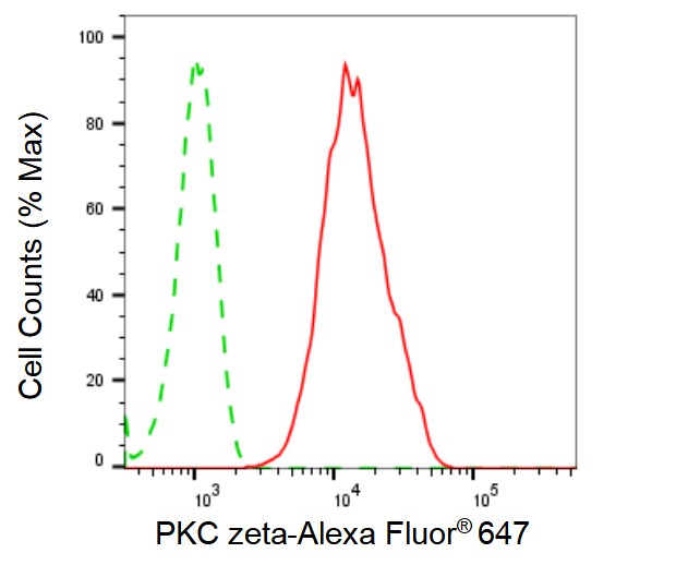 PKC zeta Antibody (24GB4195)
