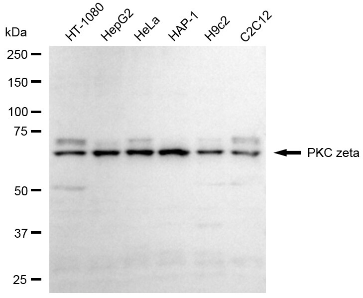 PKC zeta Antibody (24GB4195)